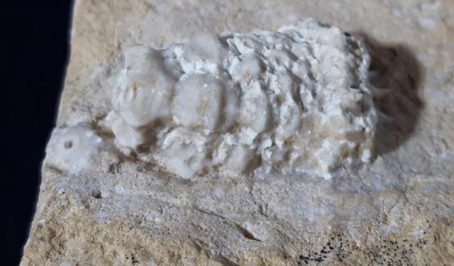 Teleiocrinus rudis (HALL 1859) - Bild &copy; FossNet FossilienStore